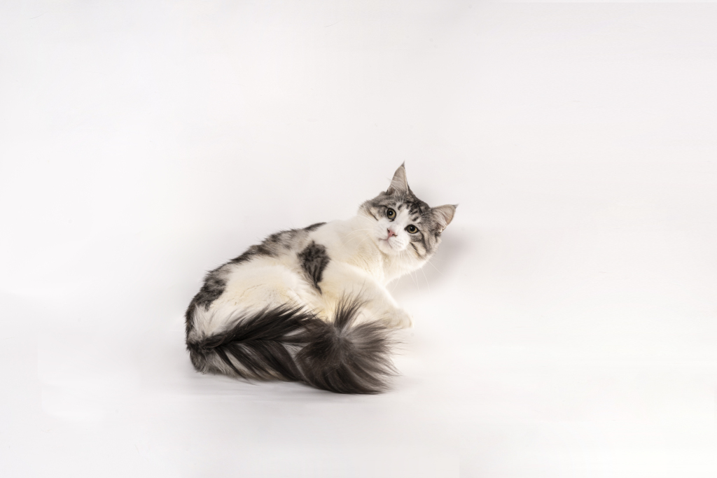 躺着玩耍的正宗缅因猫版权图片下载