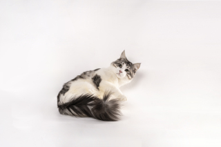 躺着玩耍的正宗缅因猫图片