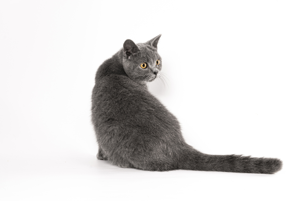 温顺美国灰色短毛猫