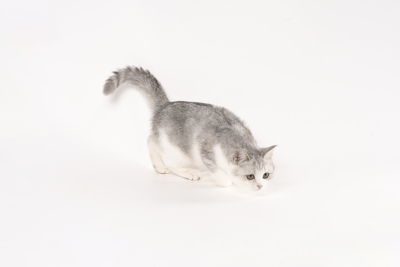 奔跑的可爱金吉拉猫咪高清图