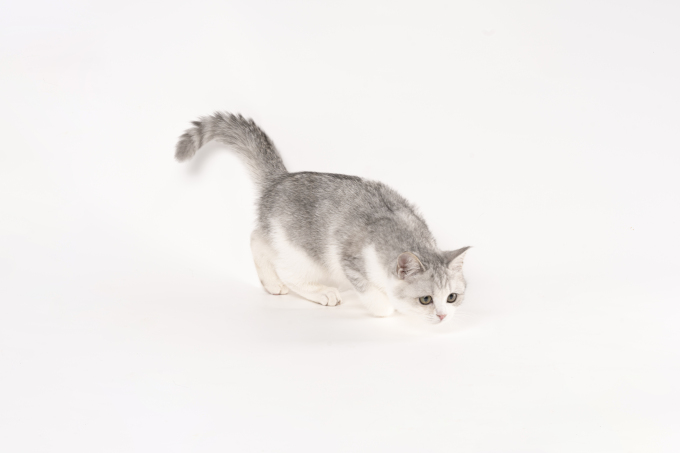 奔跑的可爱金吉拉猫咪高清图