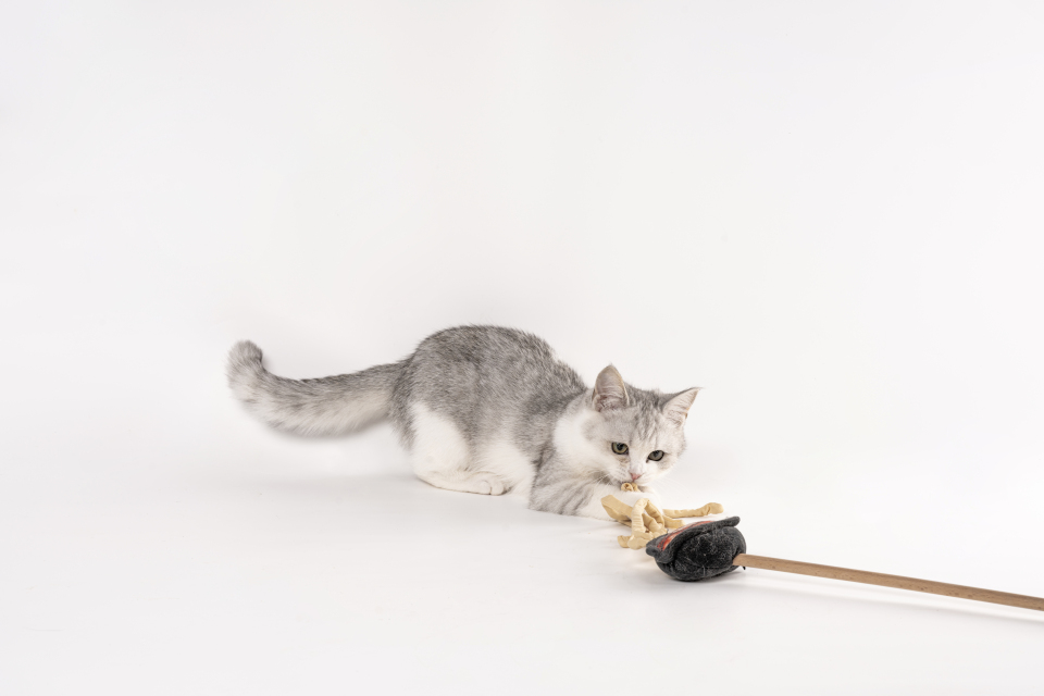 英短银渐层逗猫棒高清图