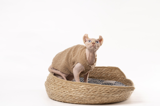 好奇抬头观察无毛猫高清图