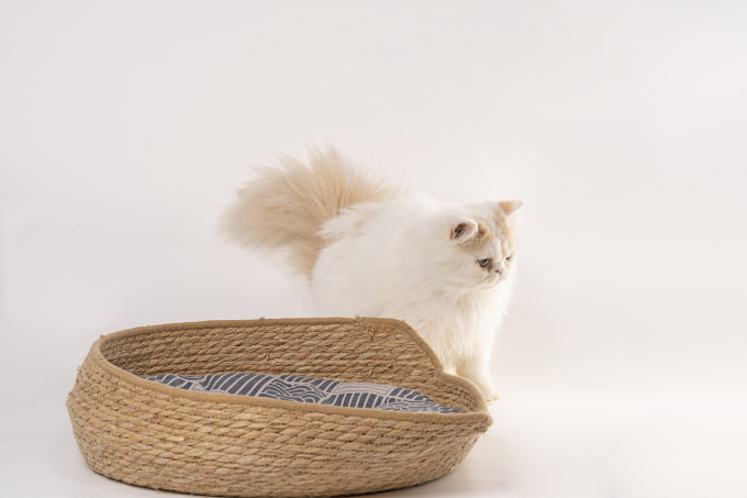 乖巧可爱萌宠布偶猫高清图