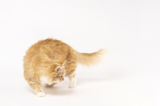 可爱乖巧宠物猫咪高清图