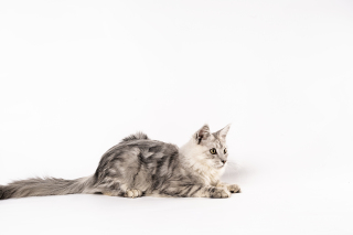可爱萌宠缅因猫咪实拍图