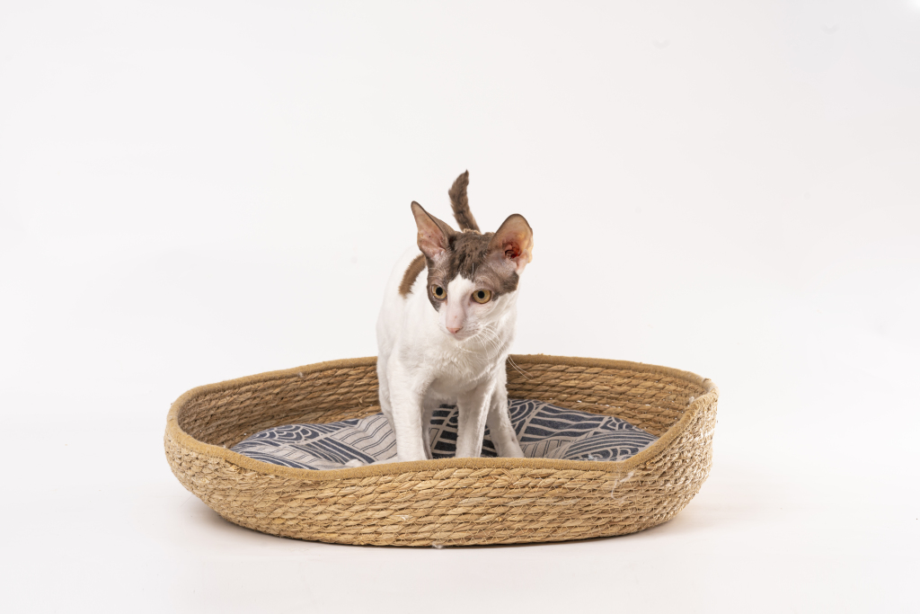 猫窝德文猫低头看高清版权图片下载