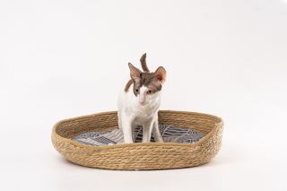 猫窝德文猫低头看高清图片