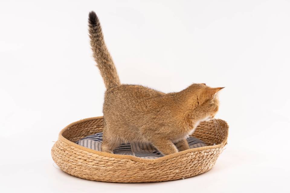 精品萌宠金渐层高清图