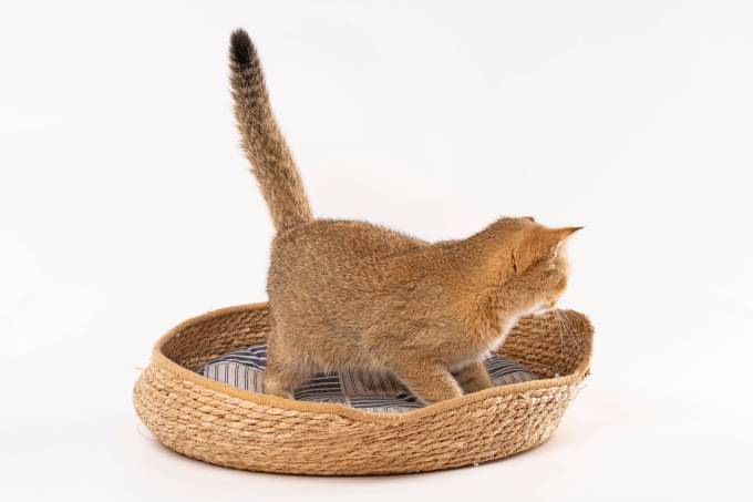 精品萌宠金渐层高清图