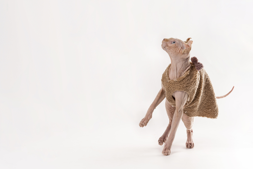 跳跃玩耍精品无毛猫高清图