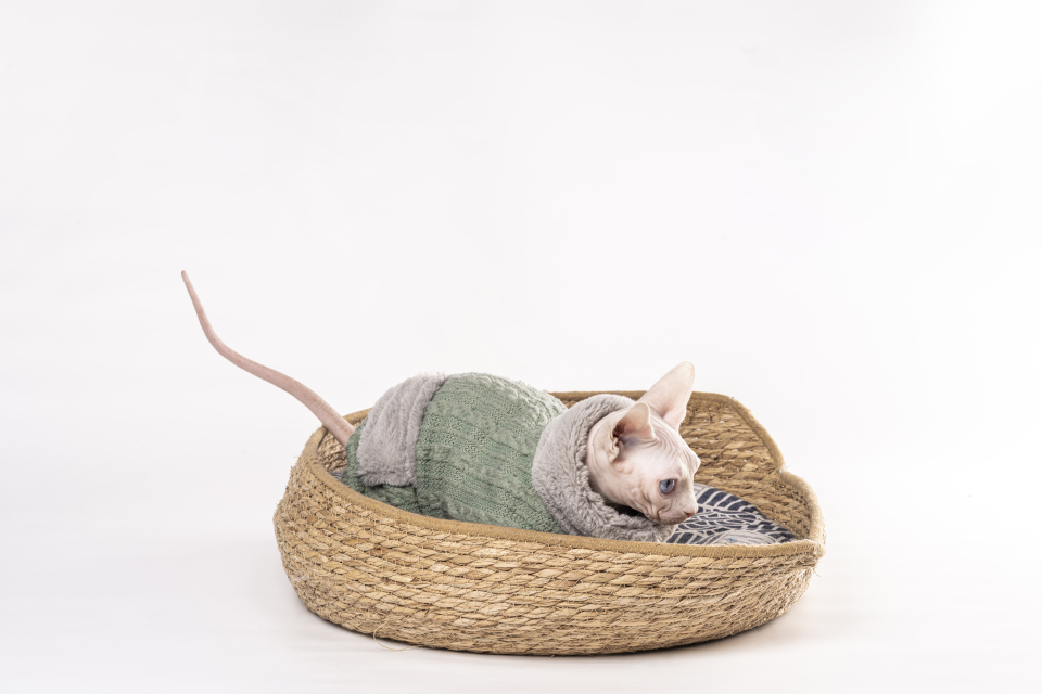 弓腰猫咪玩耍实拍图