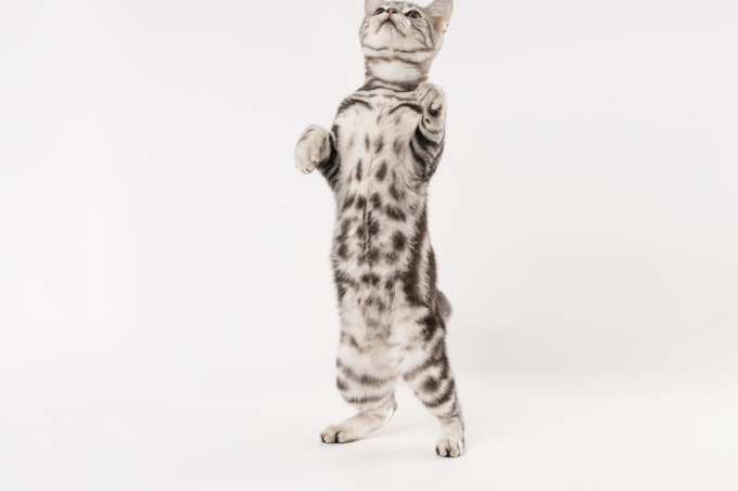 站立的可爱虎斑猫咪实拍图
