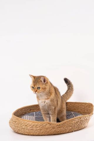 家养宠物金渐层实拍图