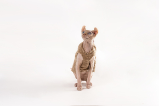 纯血统精品无毛猫正面高清图