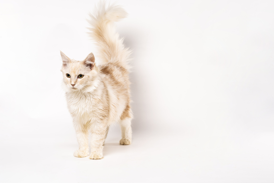 金色缅因猫咪特写实拍图