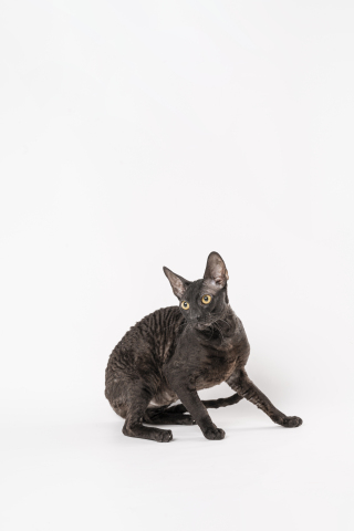 纯血统家养宠物德文猫