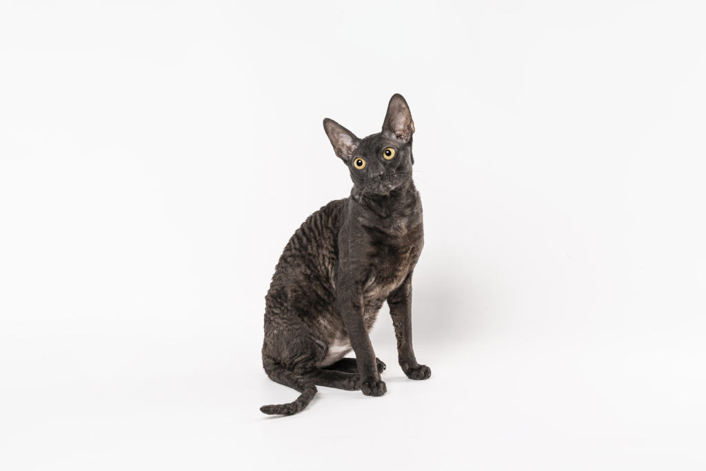 威武短毛德文猫蹲坐高清图版权图片下载