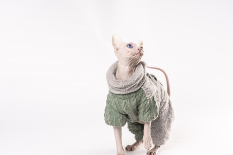 蓝宝石眼睛可爱猫猫高清图