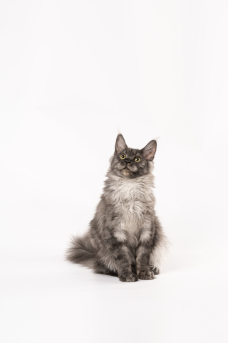 乖巧可爱的宠物猫正面图