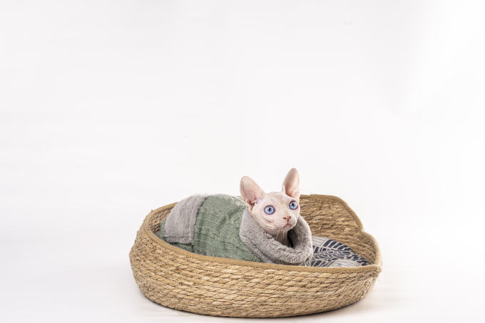 抬头看温和猫咪实拍图