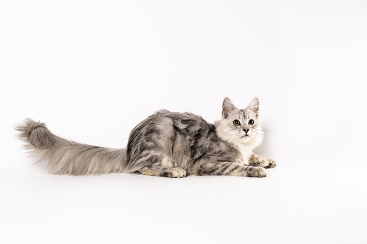 威武纯种缅因猫高清图版权图片下载