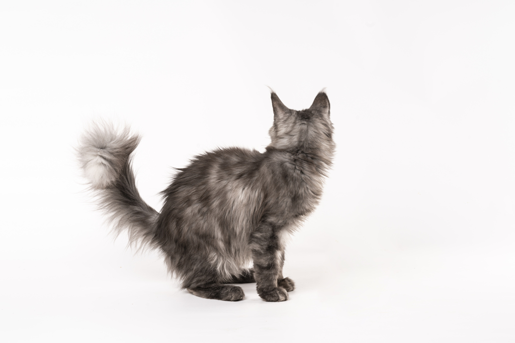 蹲坐在地上观望的缅因猫高清图版权图片下载