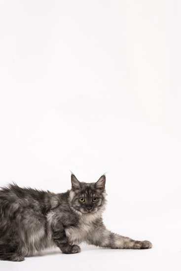 慵懒趴着的宠物猫图片