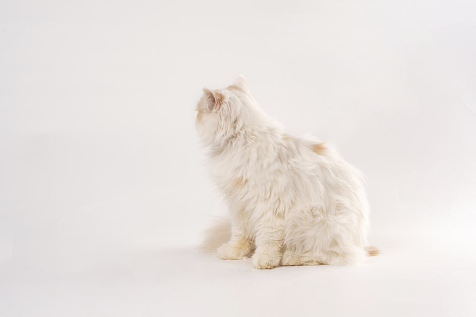 长毛加菲猫侧拍高清图