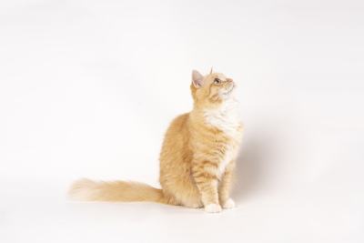 可爱温顺站立的橘猫实拍图