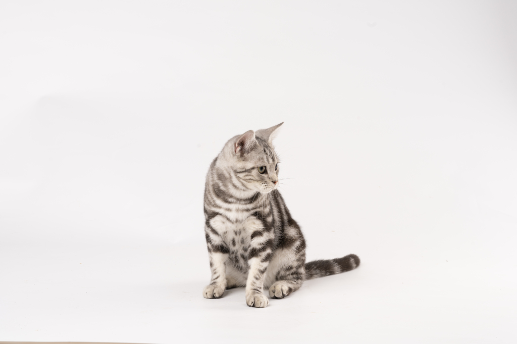 萌宠可爱小猫虎斑猫咪实拍图版权图片下载