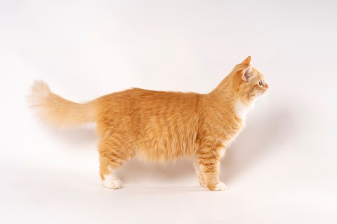 可爱金色橘猫写真图