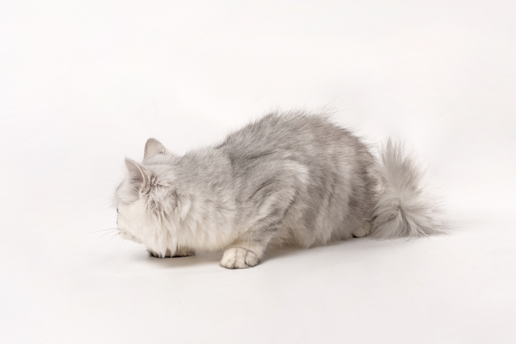 长毛可爱银渐层猫咪图版权图片下载