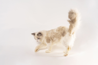 玩耍的活泼加菲猫图片