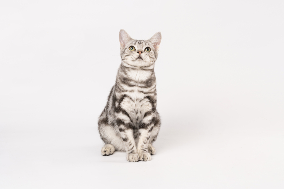 坐立的顽皮虎斑宝宝高清图