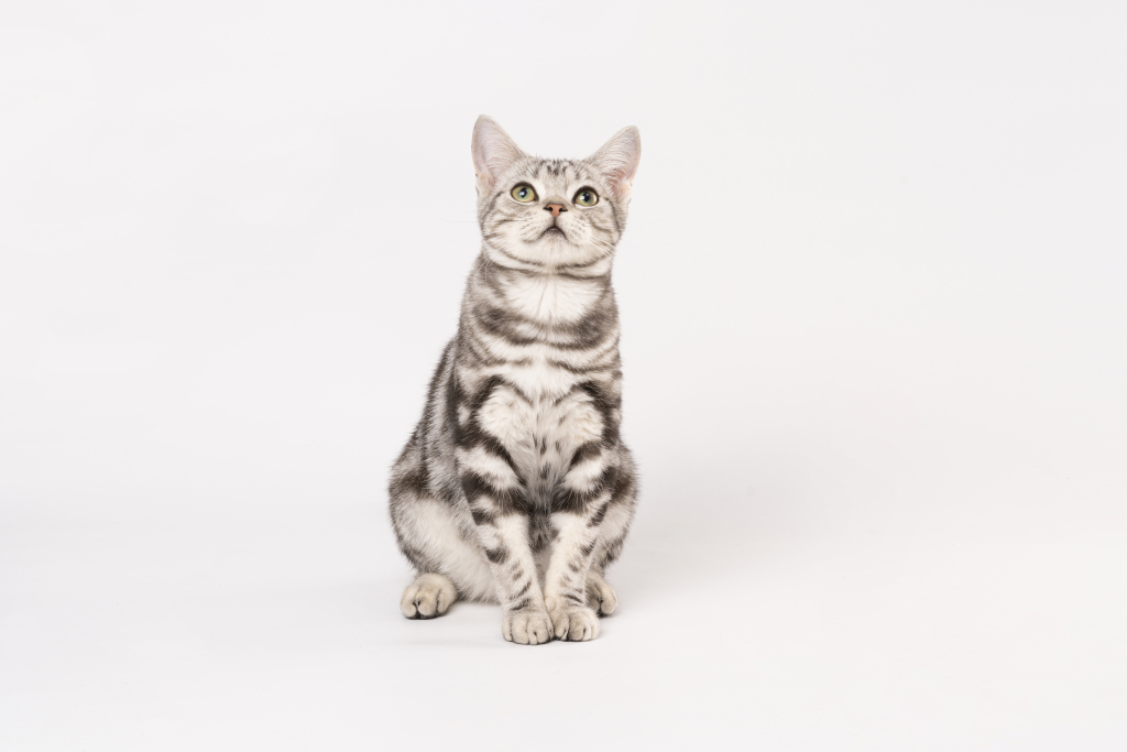 坐立的顽皮虎斑宝宝高清图版权图片下载