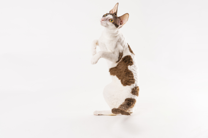 双脚离地站立玩耍的活泼德文猫图片