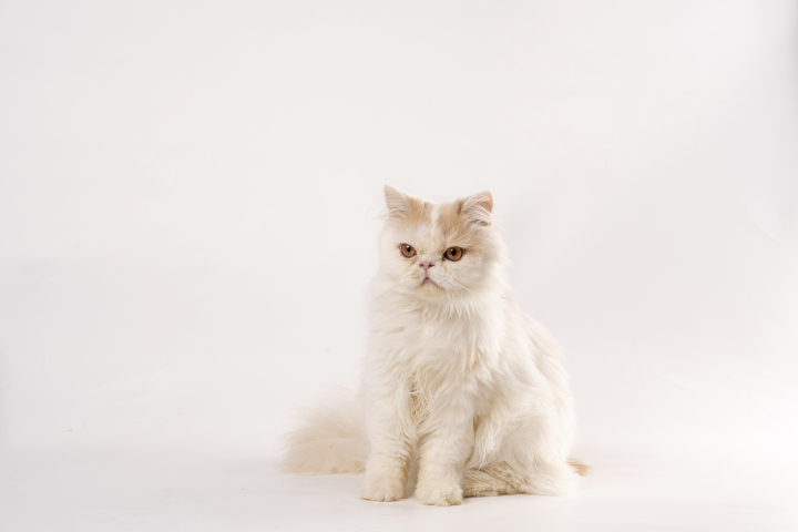 可爱长猫加菲猫正面高清图版权图片下载