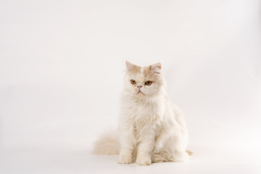 可爱长猫加菲猫正面高清图