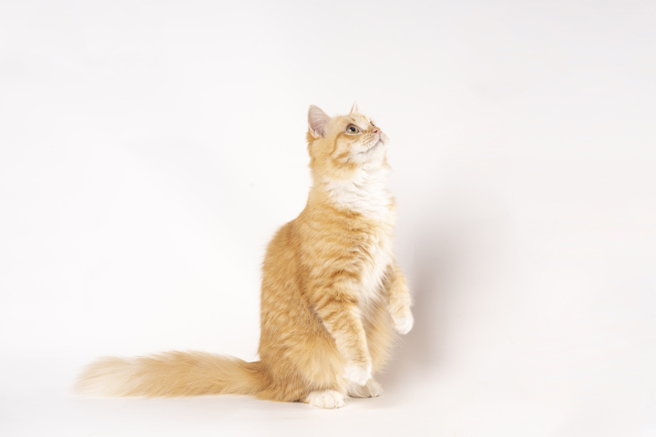 站立的胖橘橘猫实拍图版权图片下载