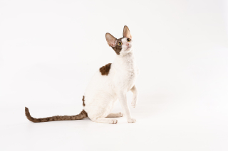 抬头观察的动物小猫图片