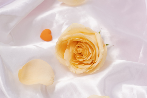 情人节爱心黄玫瑰近拍图