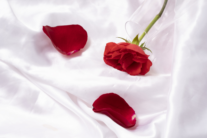 浪漫红色玫瑰花瓣版权图片下载