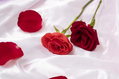 娇艳红玫瑰情人节花朵图片