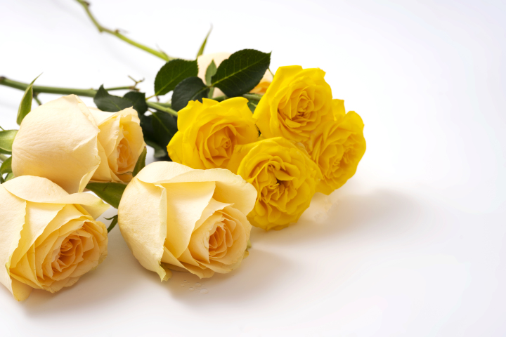娇艳欲滴的黄色玫瑰实拍图版权图片下载