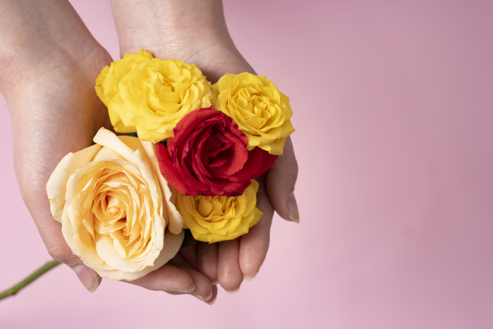 粉色背景玫瑰花朵俯拍图版权图片下载