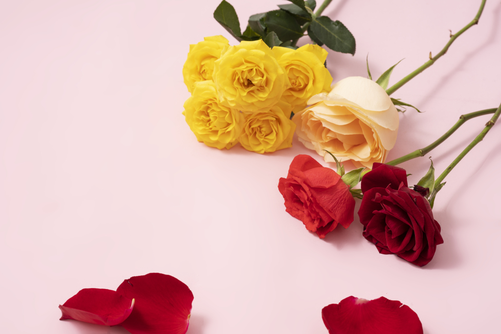 亮眼的黄玫瑰高清图版权图片下载