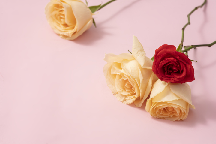 五彩缤纷的情人节玫瑰高清图版权图片下载