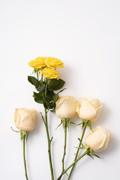 黄色多头玫瑰花苞实拍图