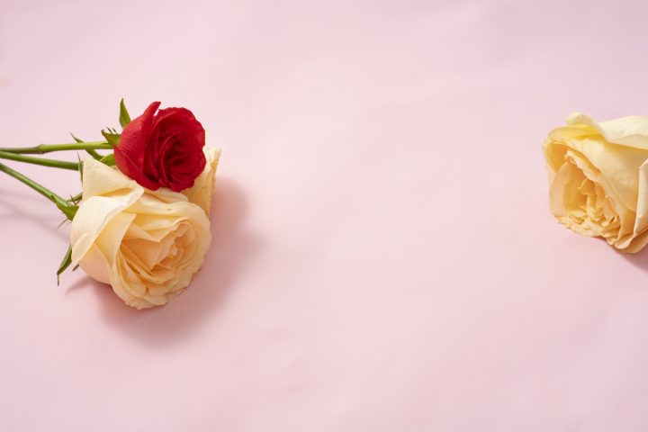金香玉黄玫瑰俯拍高清图版权图片下载